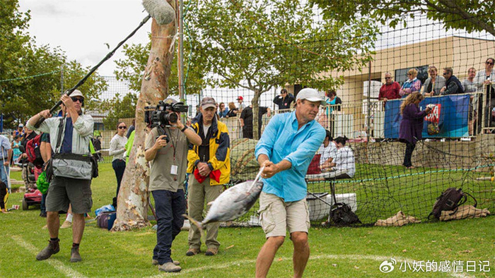 澳大利亚蓝鳍金枪鱼多少钱一斤__澳大利亚金枪鱼折腾节