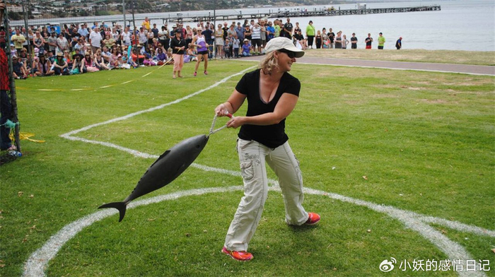 澳大利亚蓝鳍金枪鱼多少钱一斤_澳大利亚金枪鱼折腾节_