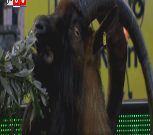 勒沃库森欧冠成绩_0102赛季欧冠勒沃库森_