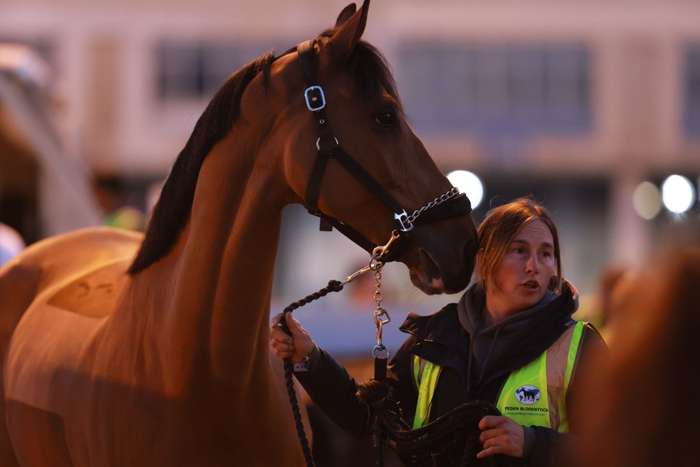 2026上海浪琴环球马术冠军赛开赛在即，首批赛马今晨抵沪