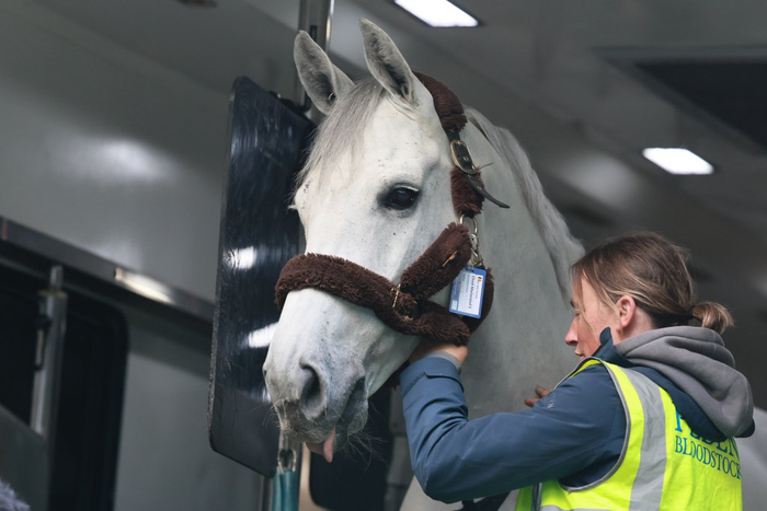 赛事排位表(本地)环球赛马__上海环球马术冠军赛2021